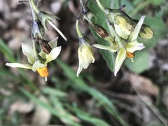 Solanum bulbocastanum