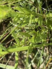 Adenanthellum osmitoides