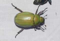 Chrysina beyeri