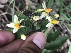 Solanum bulbocastanum