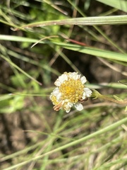Adenanthellum osmitoides