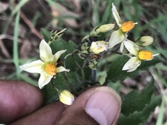 Solanum bulbocastanum