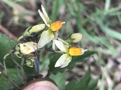 Solanum bulbocastanum