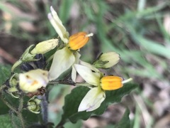 Solanum bulbocastanum