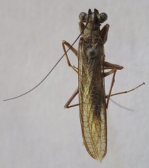 Mantoida