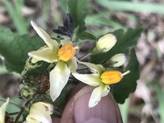 Solanum bulbocastanum
