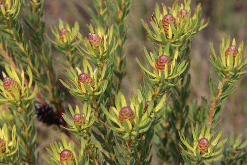 Leucadendron modestum I.Williams