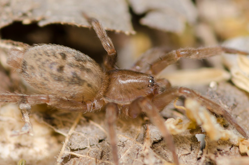 Genus Talanites · iNaturalist United Kingdom