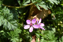Erodium cicutarium