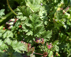 Erodium cicutarium
