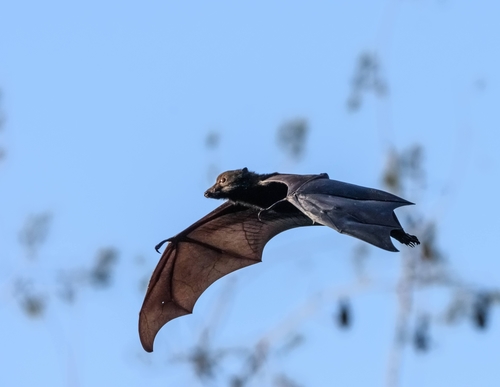 Black Flying Fox