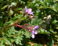 Erodium cicutarium