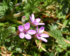 Erodium cicutarium