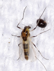 Cricotopus sylvestris