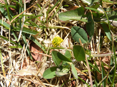 Medicago lupulina