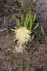 Protea aspera