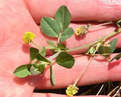 Medicago lupulina