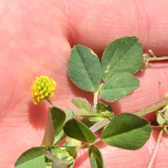 Medicago lupulina