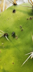 Stictomyia longicornis