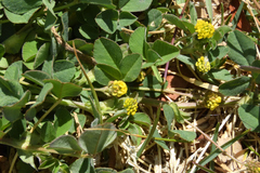 Medicago lupulina