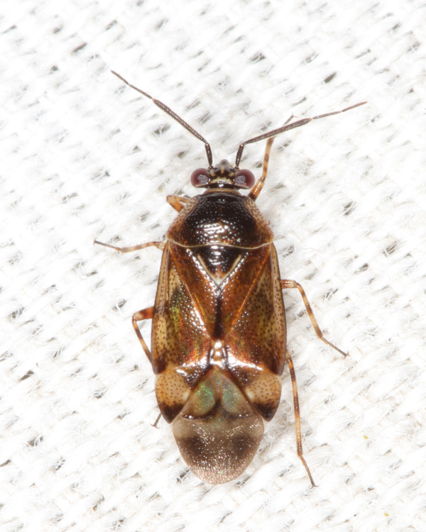 Deraeocoris nubilus