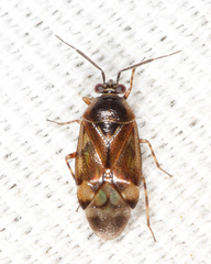 Deraeocoris nubilus