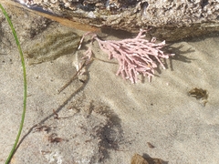 Calliarthron tuberculosum