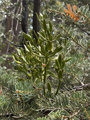 Phoradendron pauciflorum