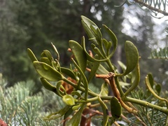 Phoradendron pauciflorum
