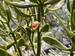 Phoradendron pauciflorum