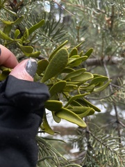 Phoradendron pauciflorum