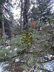 Phoradendron pauciflorum