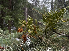 Phoradendron pauciflorum