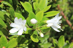Bejaria aestuans