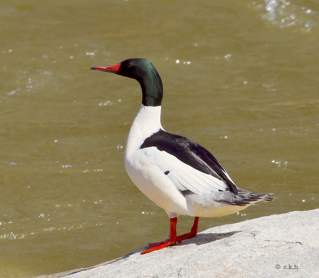 Common Merganser