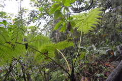 Sphaeropteris lepifera