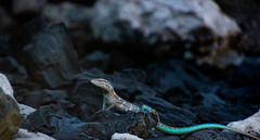 Cnemidophorus murinus