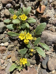 Phacelia lutea lutea