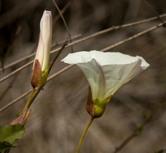 Calystegia macrostegia