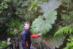Gunnera insignis