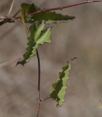 Calystegia macrostegia