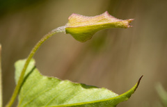 Calystegia macrostegia