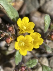 Phacelia lutea lutea