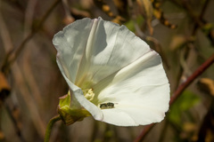 Calystegia macrostegia