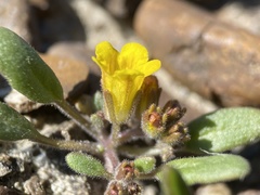 Phacelia lutea lutea