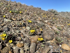 Phacelia lutea lutea