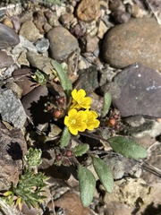 Phacelia lutea lutea