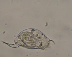 Colurella