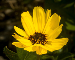 Encelia californica