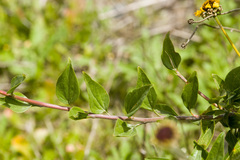 Encelia californica